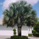 Bismark Palm