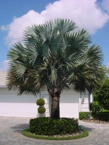 Bismark Palm