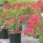 Bougainvillea, Red