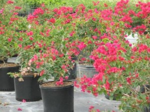 Bougainvillea, Red