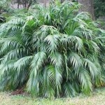 Cat Palm