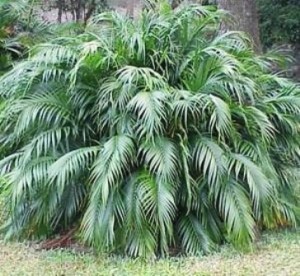 Cat Palm