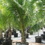 Coconut Palm