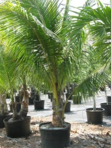 Coconut Palm