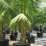 Coconut Palm