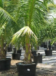 Coconut Palm