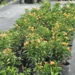 Crossandra, Coral