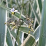 Lilly Flax, Flower