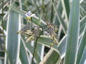 Lilly Flax, Flower