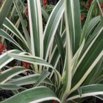 Lilly Flax, foliage