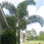 Foxtail Palm