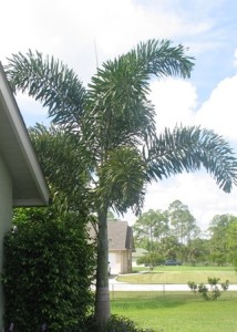 Foxtail Palm