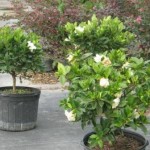 Gardenia