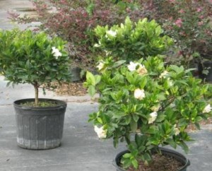 Gardenia