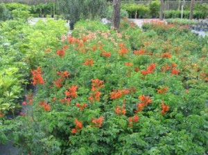 Honeysuckle