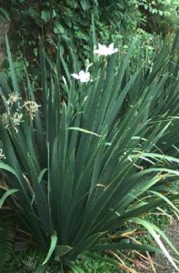 Iris, African