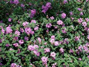 Lantana