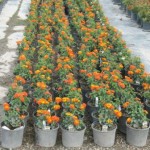 Lantana, Orange & Yellow