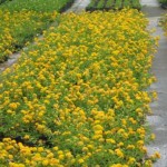 Lantana, Yellow