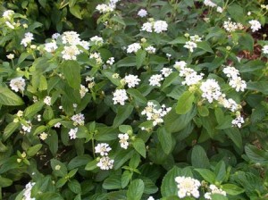 Lantana, white