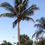 Maypan Coconut Palm