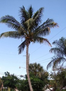 Maypan Coconut Palm