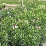 Oleander, Dwarf Pink