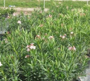 Oleander, Dwarf Pink