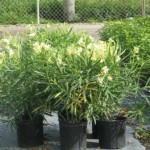 Oleander, Dwarf Yellow