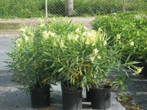 Oleander, Dwarf Yellow