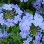 Plumbago