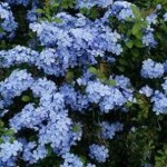 Plumbago, Blue