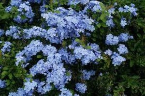 Plumbago, Blue