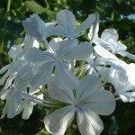 Plumbago, White