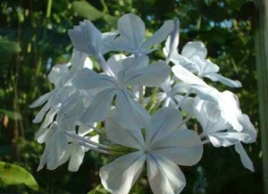 Plumbago, White