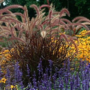 Red Fountain Grass