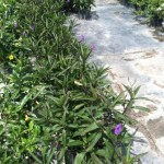 Ruellia