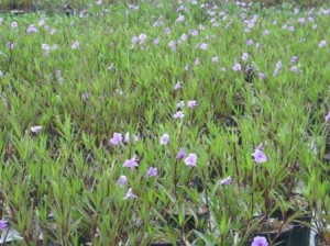 Ruellia