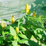 Shrimp Plant, Giant