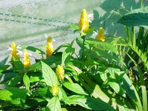 Shrimp Plant, Giant