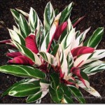 Stromanthe, Tricolor