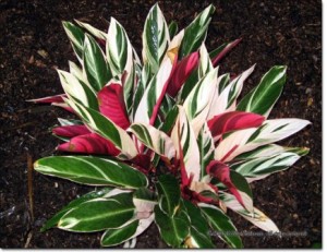 Stromanthe, Tricolor