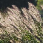 White Fountain Grass