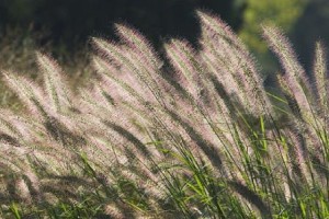 White Fountain Grass