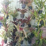 Bromeliads