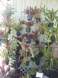 Bromeliads