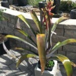 Bromeliads, Little Horn