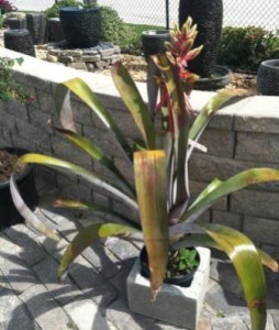 Bromeliads, Little Horn