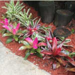 Bromeliad