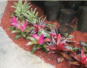 Bromeliad